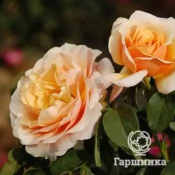 Роза Свит Леди чайно-гибридная, Топалович