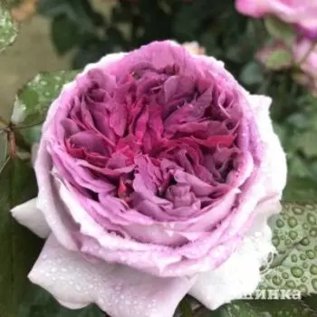 Роза Тьерри Маркс, Дельбар