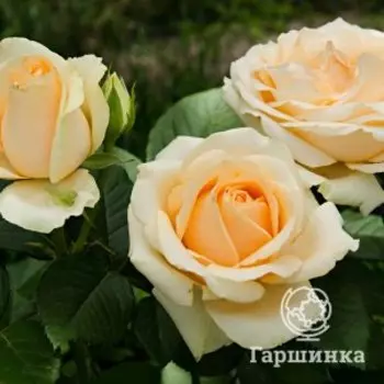 Роза Талея, Питомник роз
