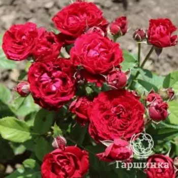 Роза Таманго флорибунда, Питомник роз