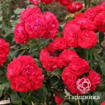 Роза Тара Река флорибунда