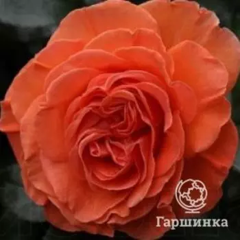 Роза Таттон, Питомник Розы Фокино