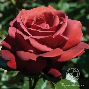 Роза Терракота чайно-гибридная, Топалович