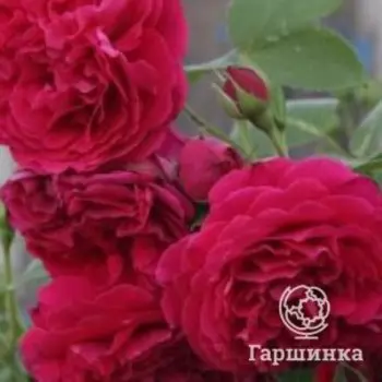Роза Тесс дЭрбельвилль, Питомник Розы Фокино