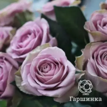 Роза Тиара чайно-гибридная