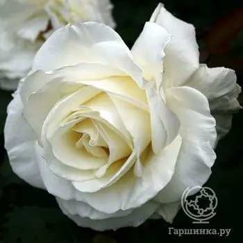 Роза Тинеке чайно-гибридная, Топалович