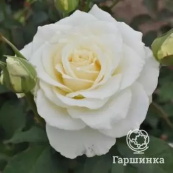 Роза Тинеке