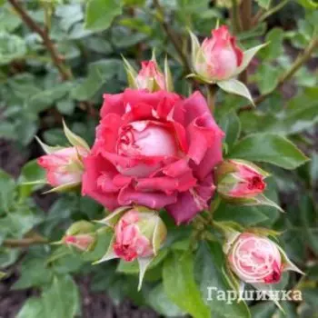 Роза Тирамису, Питомник роз Королева Роза