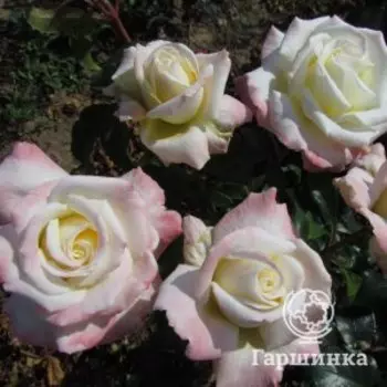 Роза Титаник чайно-гибридная, Питомник роз