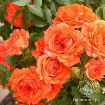 Роза Тор Маркс, Фрайер