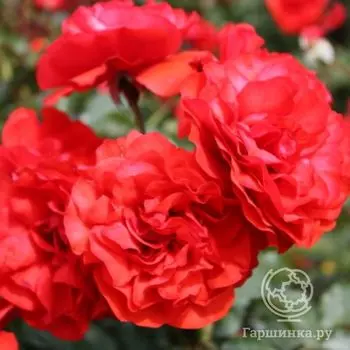 Роза Трампетер флорибунда, Imperial Rose