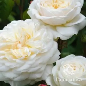 Роза Транквилити