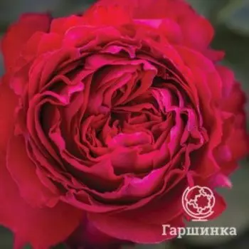 Роза Травиата