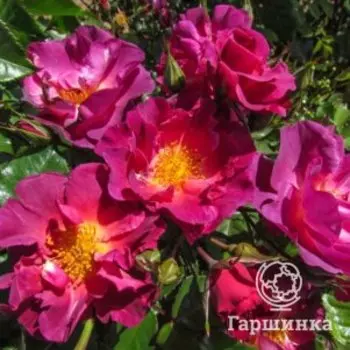 Роза Уайлд Роувер, Питомник роз Королева Роза