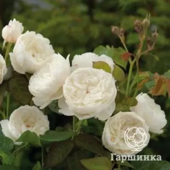 Роза Уильям энд Кэтрин, Д.Остин кустарниковая