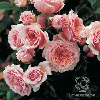 Роза Вильям Кристи, Гийо