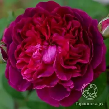 Роза Уильям Шекспир. Д.Остин кустарниковая