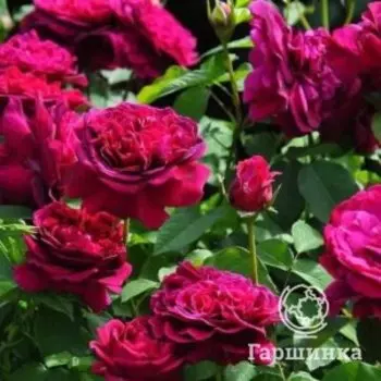 Роза Уильям Шекспир кустарниковая