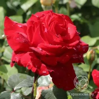 Роза Ульмер Мюнстер кустарниковая, Imperial Rose