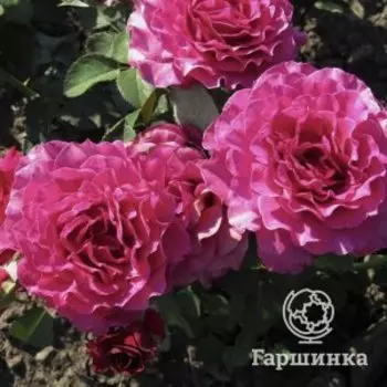 Роза Вагулетта