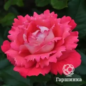 Роза Вайкики флорибунда, Топалович