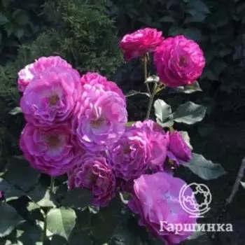 Роза Вайлд Блю Йондер/Блю Иден флорибунда