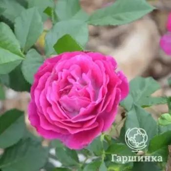 Роза Вайлд Блю Йондер/Блю Иден