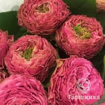 Роза Вайлд Момент, Питомник роз