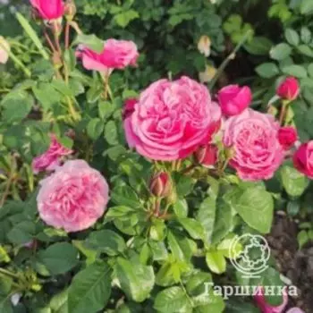 Роза Вайлдберри чайно-гибридная