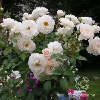 Роза Вайс Вольке, Кордес