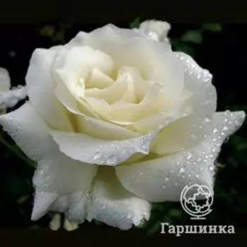 Роза Вайт Бир