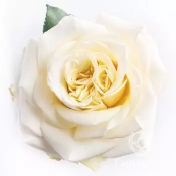 Роза Вайт Эшли чайно-гибридная, Питомник Розы Фокино