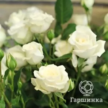 Роза Вайт Лидия