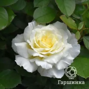Роза Вайт Ликорис флорибунда, Питомник роз Королева Роза