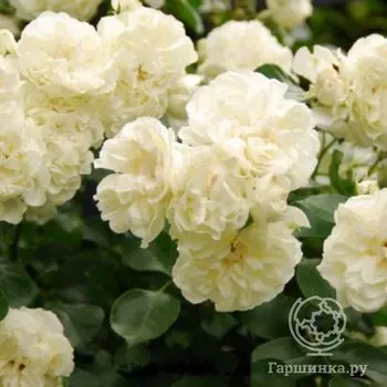 Роза Вайт Мейдиланд, Мейян