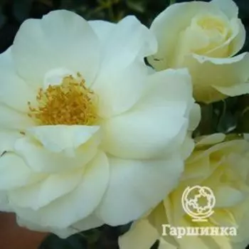 Роза Вайт Мейлав, Мейян