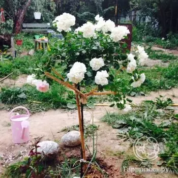 Роза Вайт Мейлав на штамбе 90 см