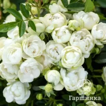 Роза Вайт Морсдаг, Харкнесс