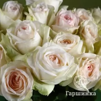 Роза Вайт О Хара