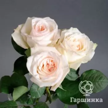 Роза Вайт О'Хара чайно-гибридная, Питомник роз Королева Роза