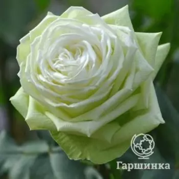 Роза Вакана, Питомник роз Королева Роза