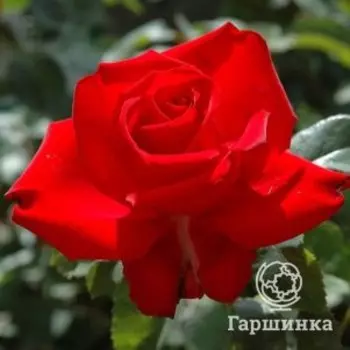 Роза Валентина флорибунда, Питомник роз
