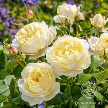 Роза Ванесса Белл, Д.Остин кустарниковая