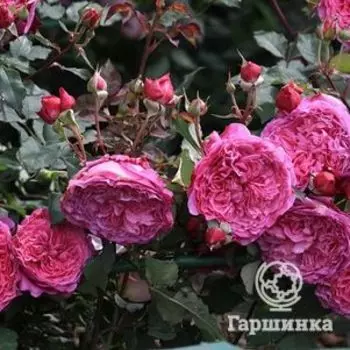 Роза Вантиле, Гийо
