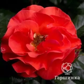 Роза Вэстпоинт, Питомник роз