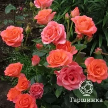 Роза Вау, Питомник роз