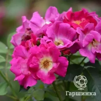 Роза Вег Дер Зинне почвопокровная, Питомник роз