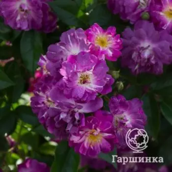 Роза Вейльхенблау плетистая, Питомник роз