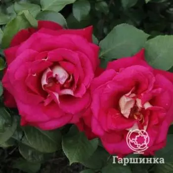 Роза Веласкес чайно-гибридная, Топалович