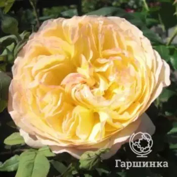 Роза Велл Бинг шраб, Питомник Розы Фокино